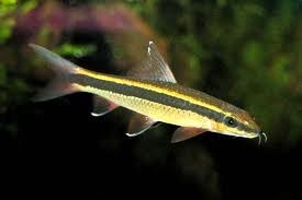 Flying Fox Shark 6cm