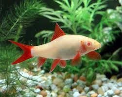 Albino Rainbow Shark 6cm