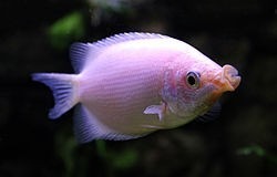 Pink Kissing Gourami 6cm