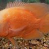Albino Red Oscar 5cm