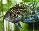Jack Dempsey 6cm
