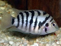 Convict 6cm