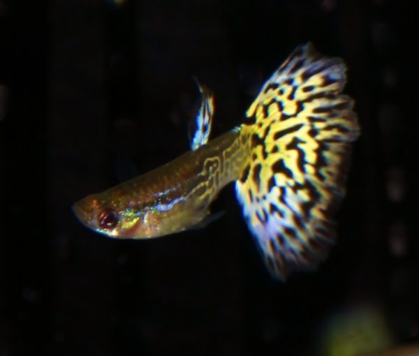 Leopard Tail Male Guppy