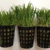 Lilaeopsis Pot (5cm Pot)