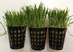 Lilaeopsis Pot (5cm Pot)