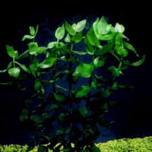 Bareroot Anubias Small