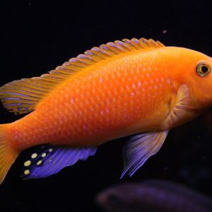 Red Zebra Pulu Pt 5cm