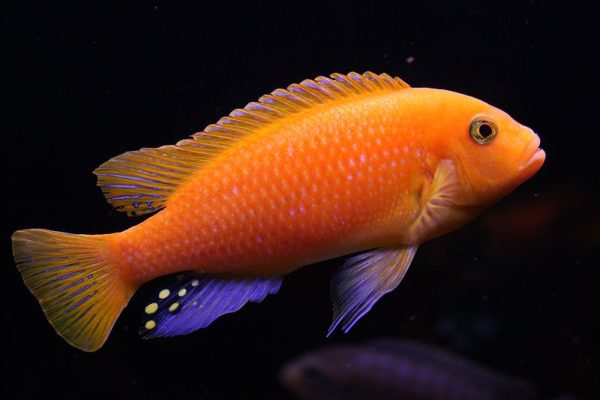 Red Zebra Pulu Pt 5cm