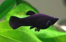 Molly Black 5cm