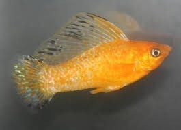 Molly Gold 5cm