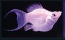 Balloon Lyretail Molly White 4cm