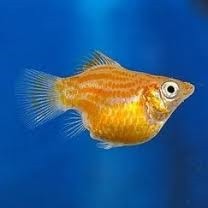 Balloon Molly Gold 4cm