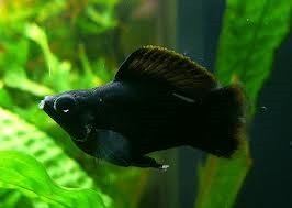 Balloon Molly Black 4cm