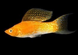 Lyretail Molly Gold 5cm