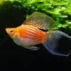 Balloon Lyretail Molly Gold 4cm