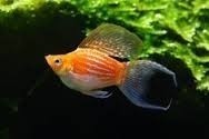 Balloon Lyretail Molly Gold 4cm