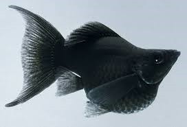 Balloon Lyretail Molly Black 4cm