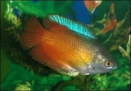 Sunset Dwarf Gourami 4.5cm