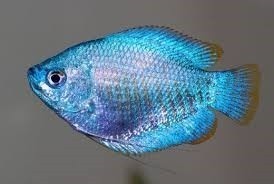 Emerald Dwarf Gouami 4.5cm