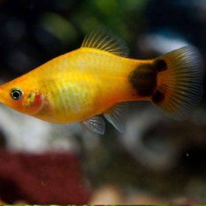 Mickey Mouse Platy 3cm