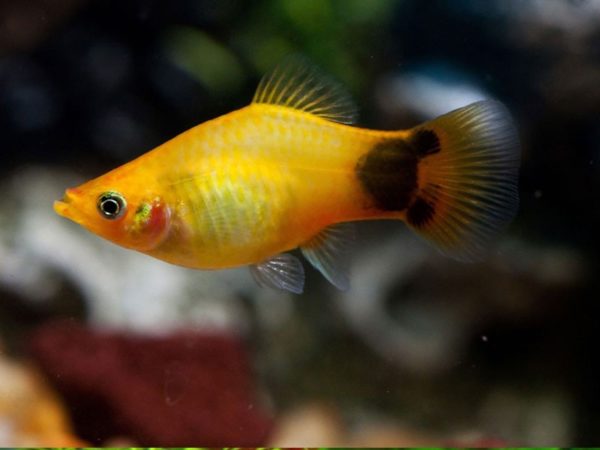Mickey Mouse Platy 3cm