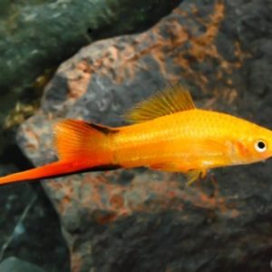 Marigold Twin Bar Swordtail 5cm