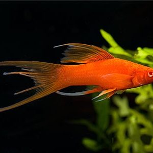 Assorted Lyretail Swordtail 5cm