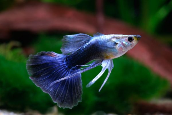 Assorted Ribbon Male Guppy 3cm