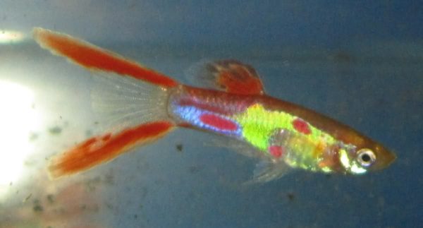 Red Lyretail Endler Guppy 2.5cm