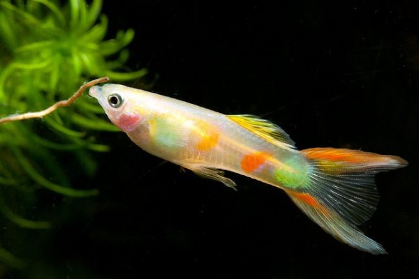 Red Lyretail Endler Guppy 2.5cm