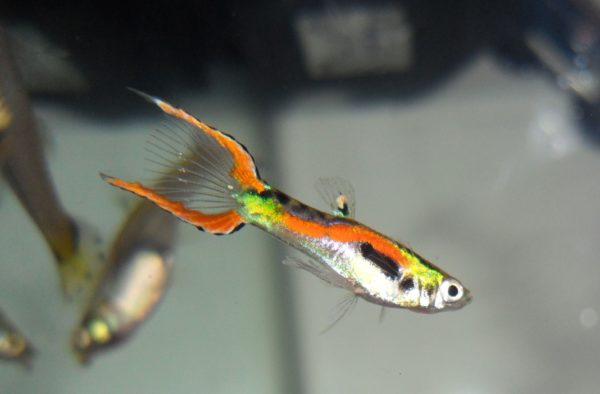 Endler 2.5cm
