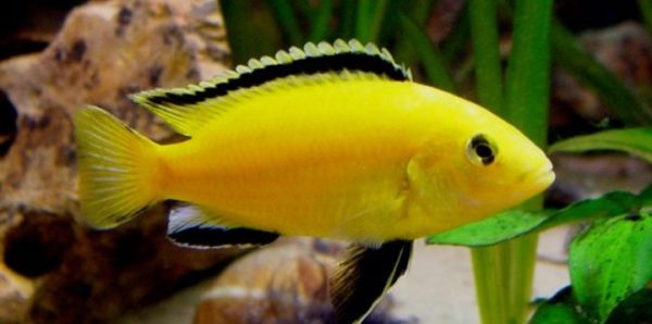 Electric Yellow 4-5cm