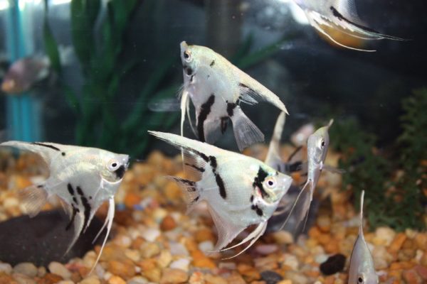 Panda Angelfish 6cm