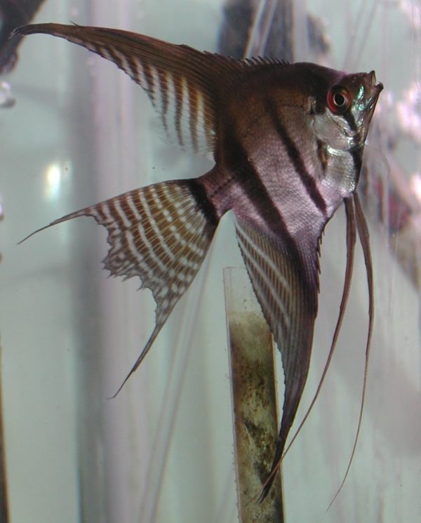 Zebra Veiltail Angelfish 4-5cm