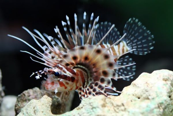 Dwarf Zebra Lionfish