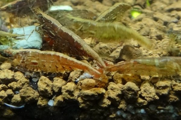 Red Cherry Shrimp 1-1.5cm