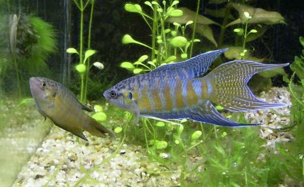 Paradisefish 4-5cm