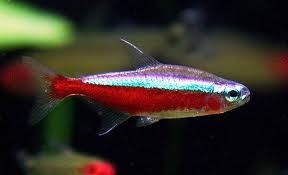 Cardinal Tetra 2-2.5cm