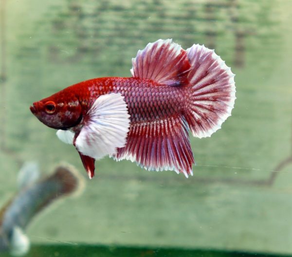 Shortfin Elephant Ear Betta