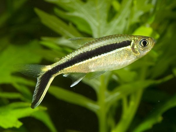 Hockeystick Tetra 2.5cm