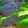 Glass Catfish 6cm