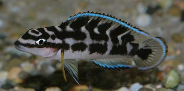 Julidochromis transcriptus 4-5cm