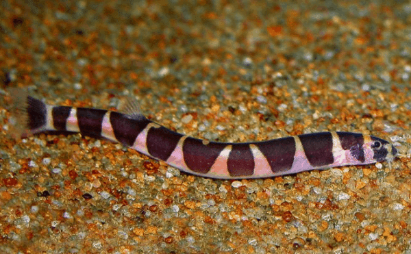 Kuhli loach