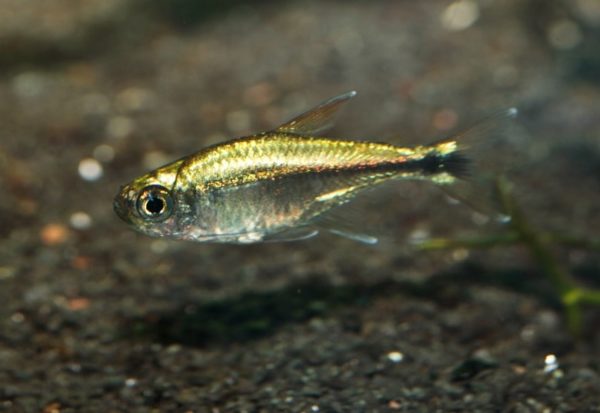 Gold Tetra 3-4cm
