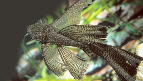 Common Longfin Bristlenose 7-9cm