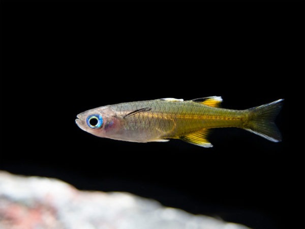 Pacific Blue-Eye 2-3cm