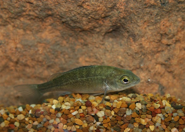 Silver Perch 4-6cm