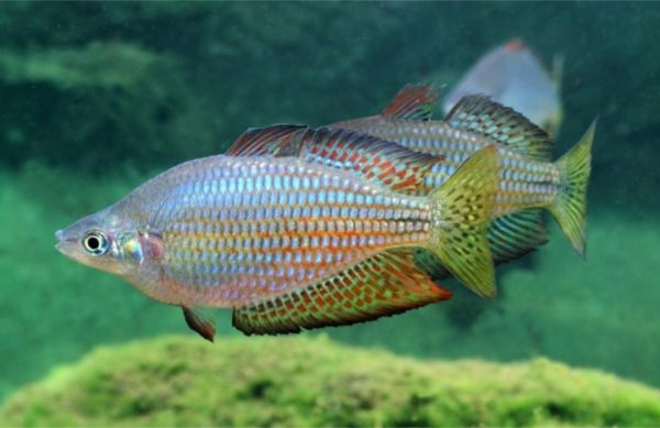Checkered Rainbow 5-8cm