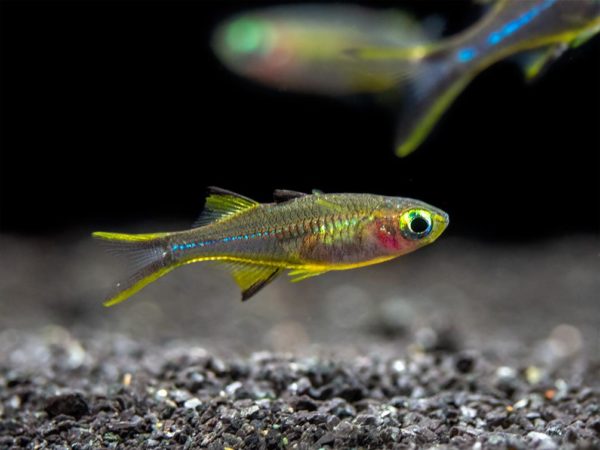 Celebes Rainbow 2-3cm