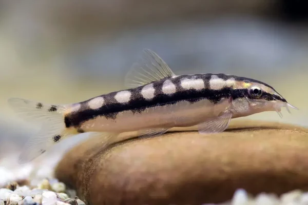 Dwarf Chain Loach 3-5cm